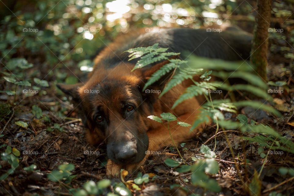 German shepherd dog outdoor portrait 