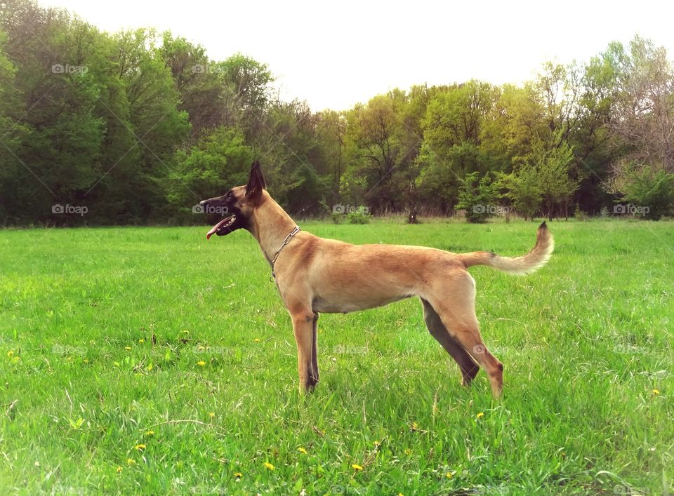 Dog shepherd malinois