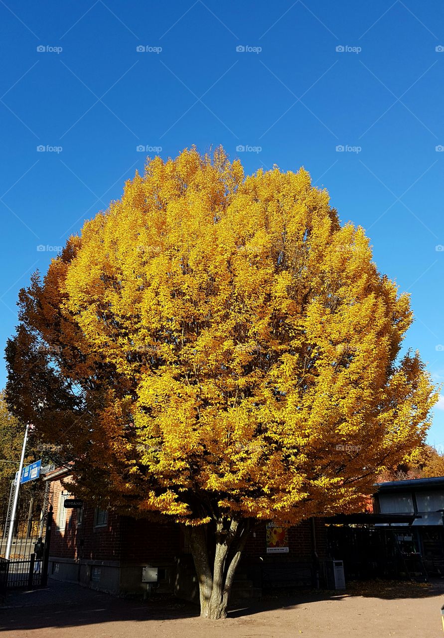 Yellow trees against blue sky