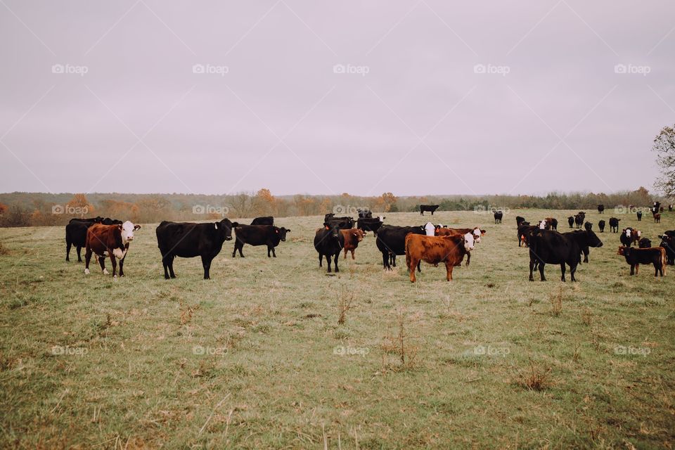 Cows