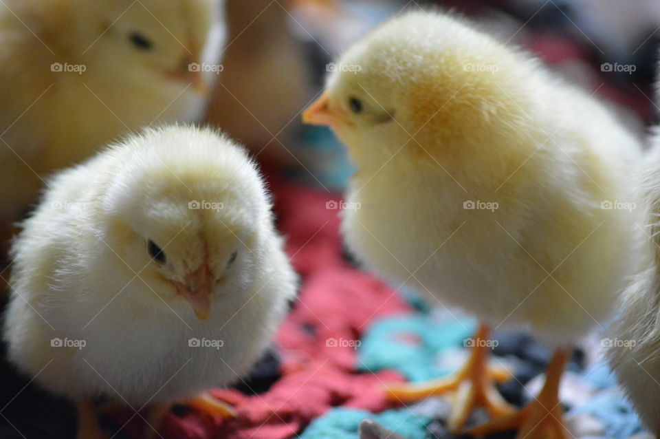 new born chicks