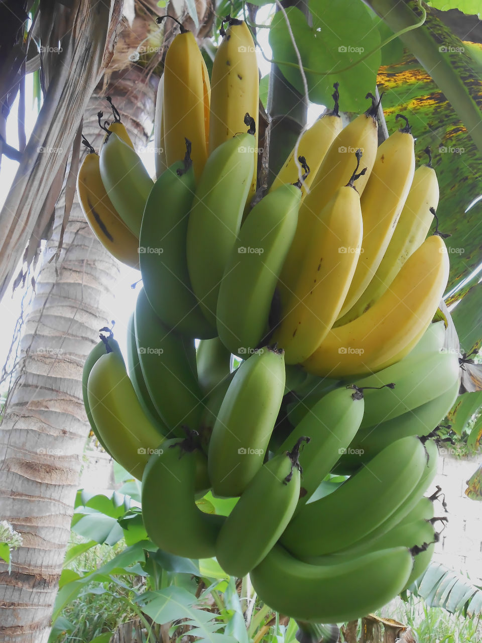 Hanging Bunch of Bananas