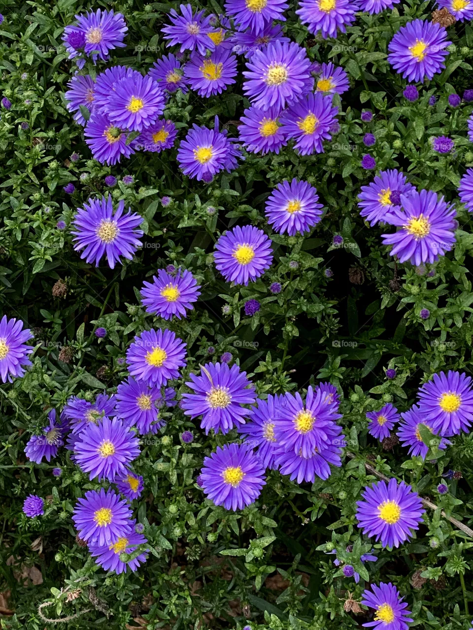 Vibrant purple flowers 