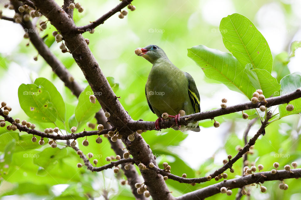 dove eating on the tree