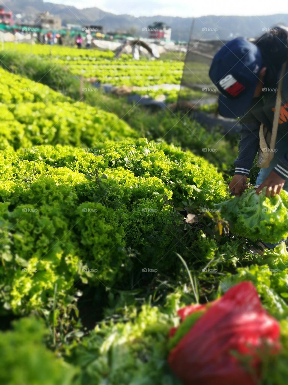 lettuce farm
