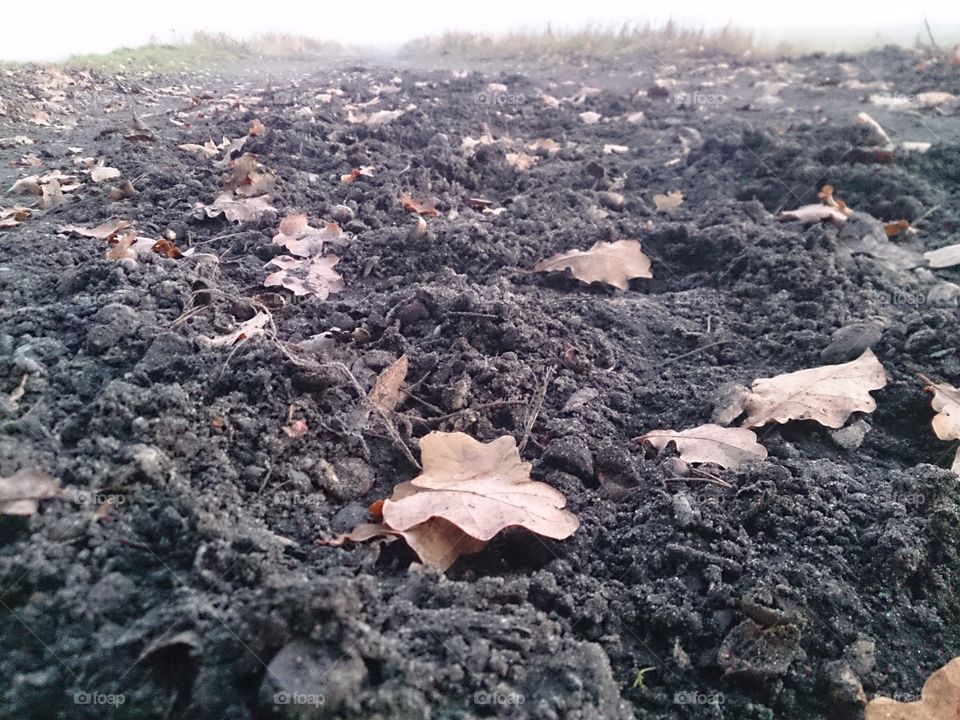 leaves on dirt