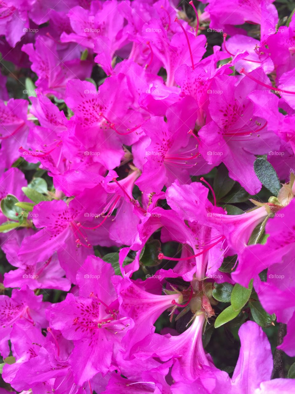 Close-up of pink flowers