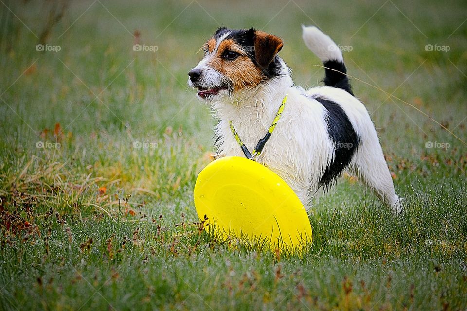 Dog with a yellow frisbee