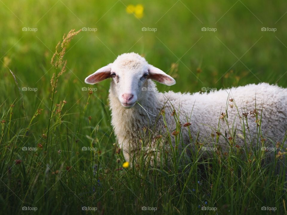 A baby sheep in a meadow looking in a cute way towards the spector.