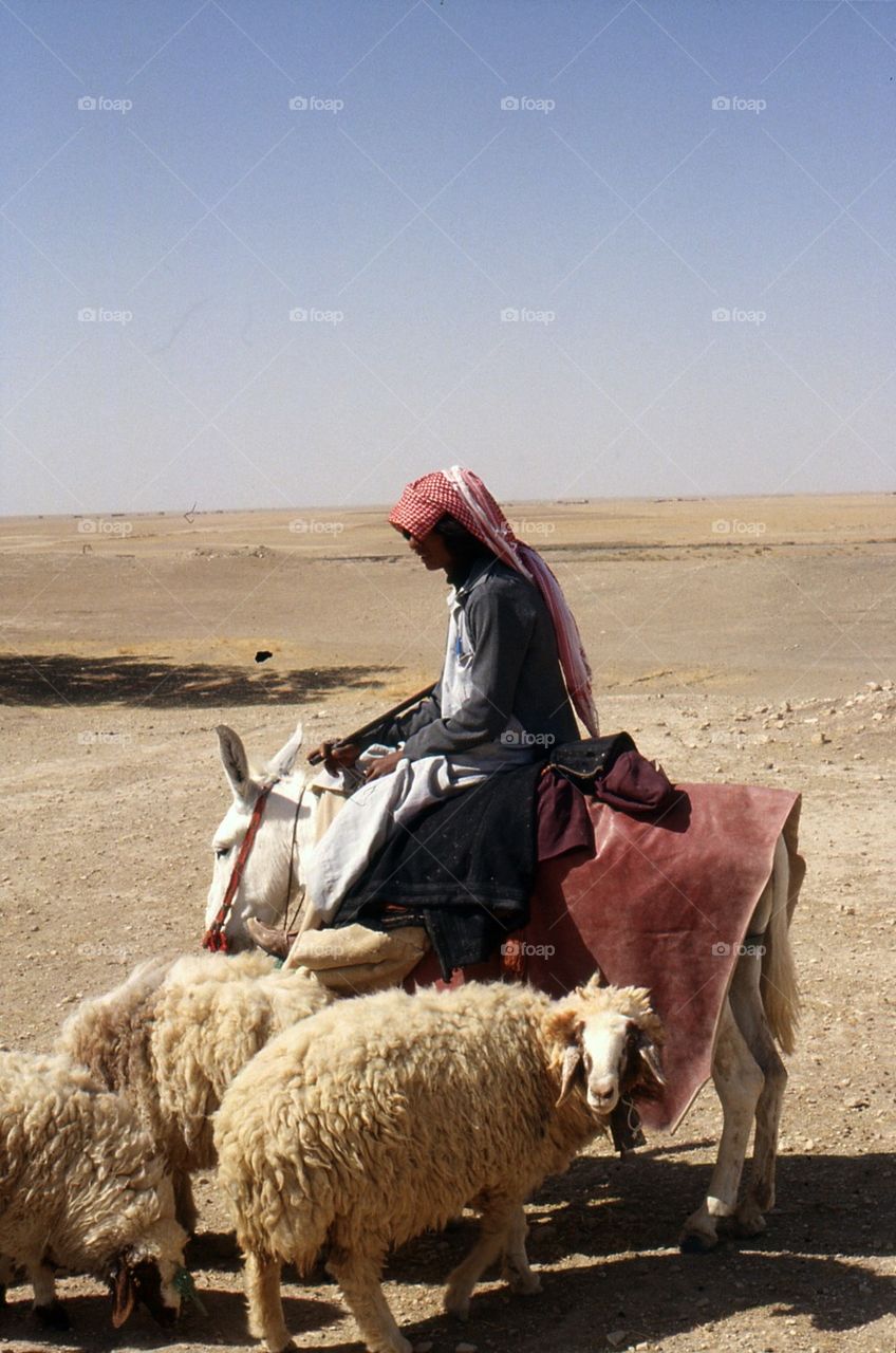 Syrian Shepherd 