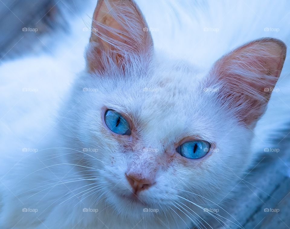 Gato blanco 