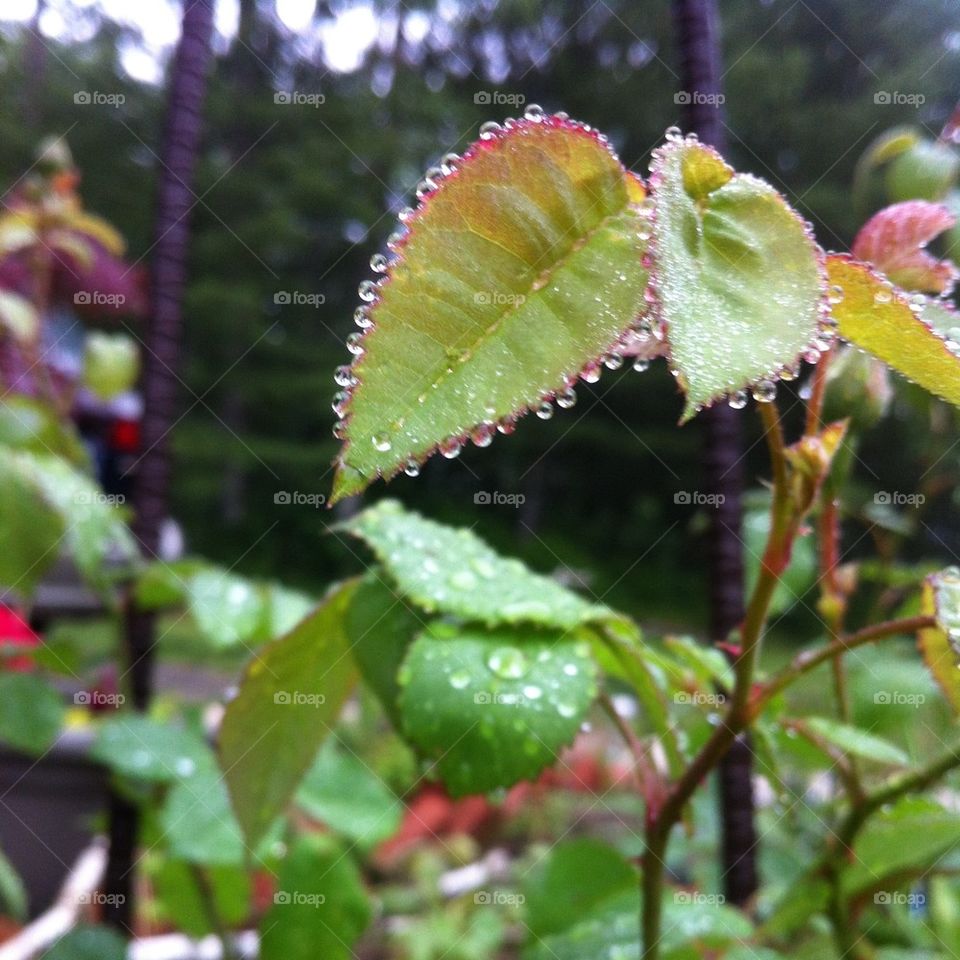 garden morning leaf dew by serenitykennedy
