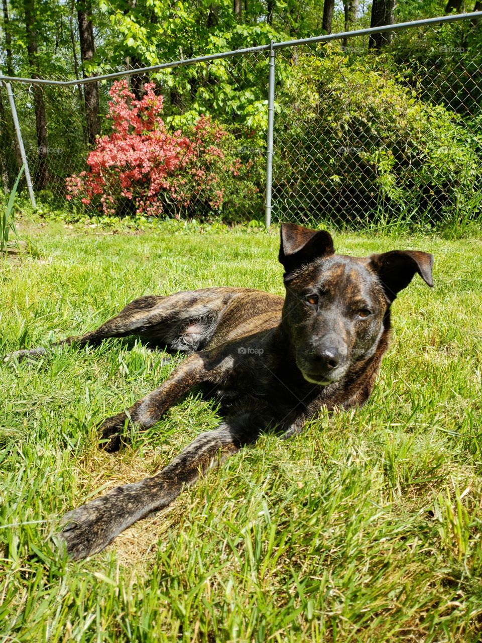 happy dog