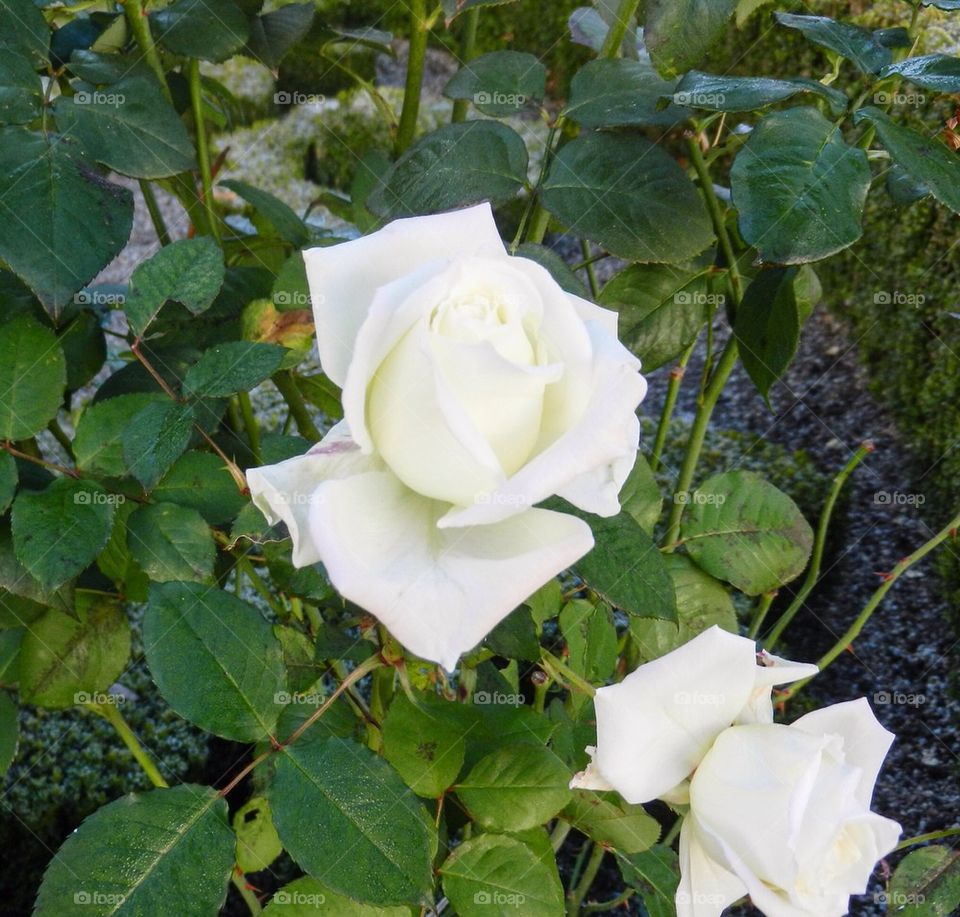 White roses
