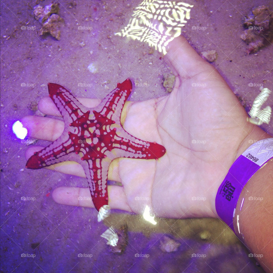 colors sea life starfish miami science museum by belarry
