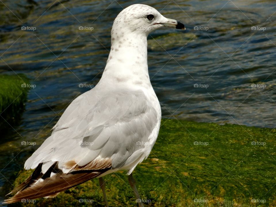 Seagull on the shore of Toronto 