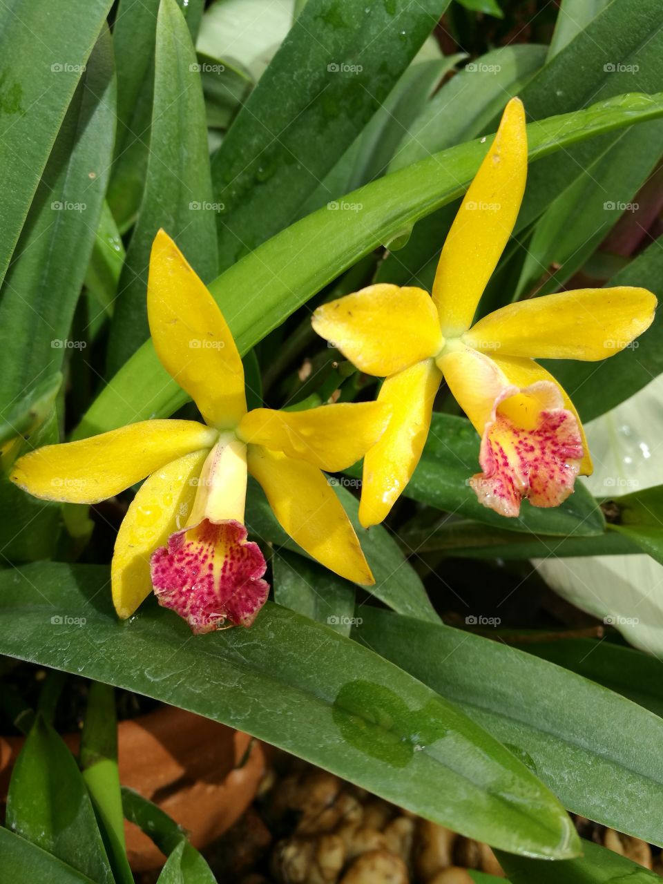 Closeup of yellow orchids with green leaves.