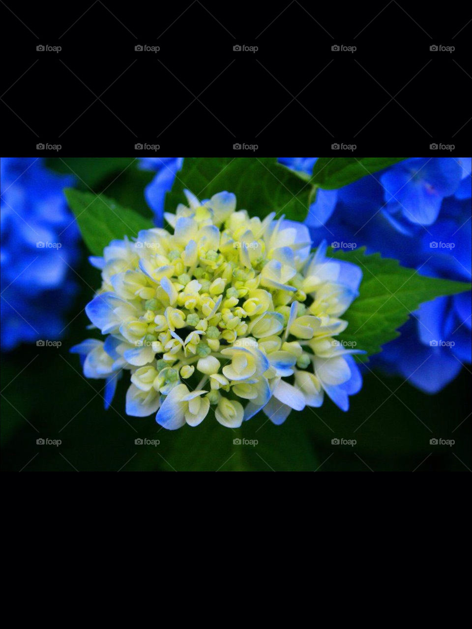 spring flowers blue hydrangea by OstensiblyCilla