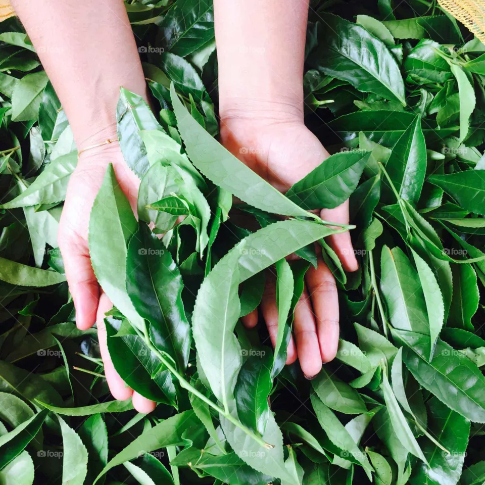tea leaf