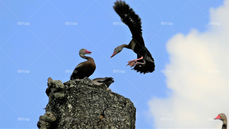 Five Whistling Ducks, three on a tree, one sneaking up from the corner and one attempting to land albeit the surprise