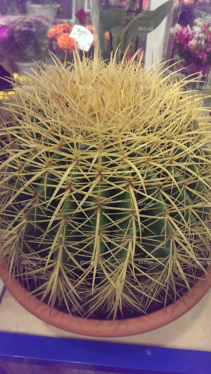 flowers,cactus,needles