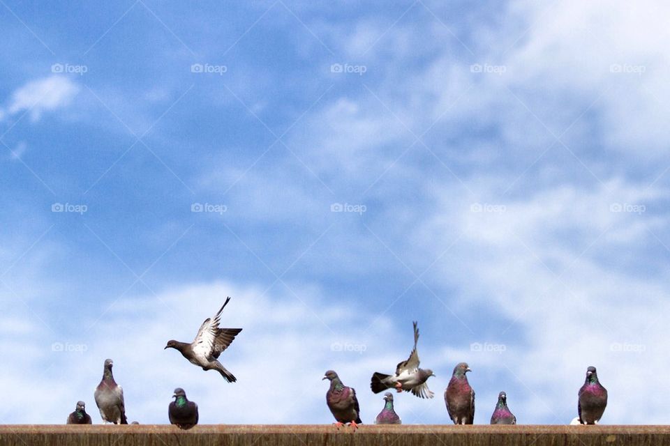 Pigeons against sky