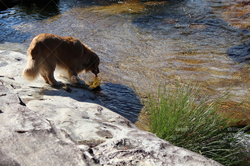 Golden retriever puppy swimming in the river