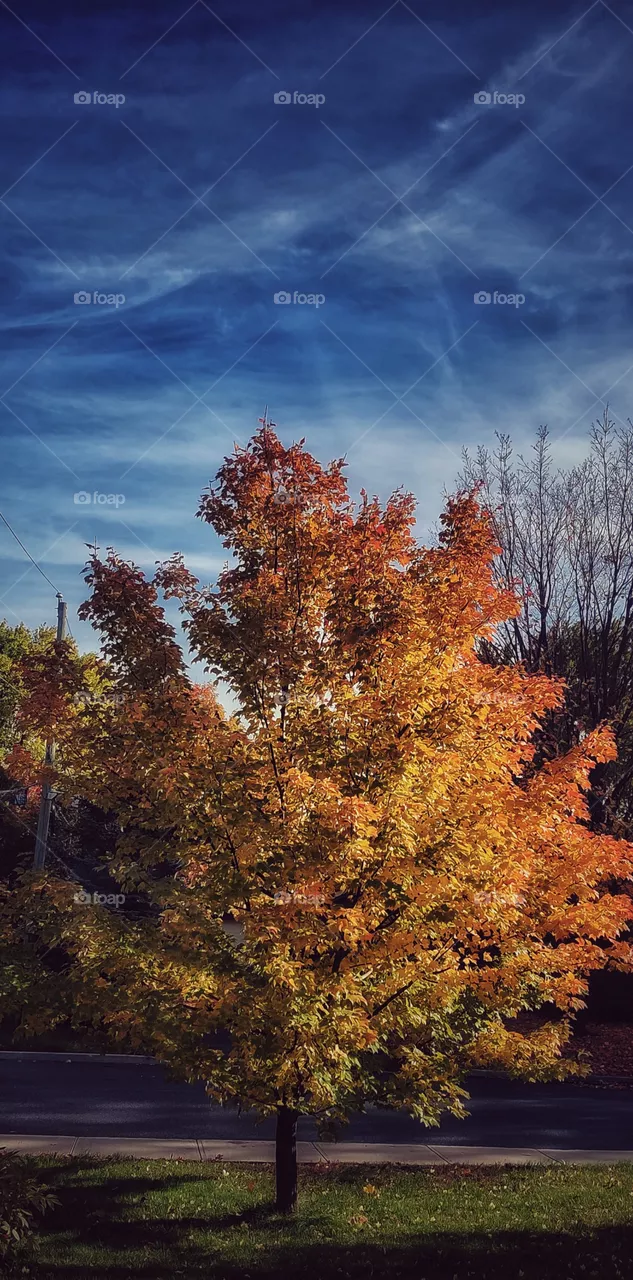 autumn tree