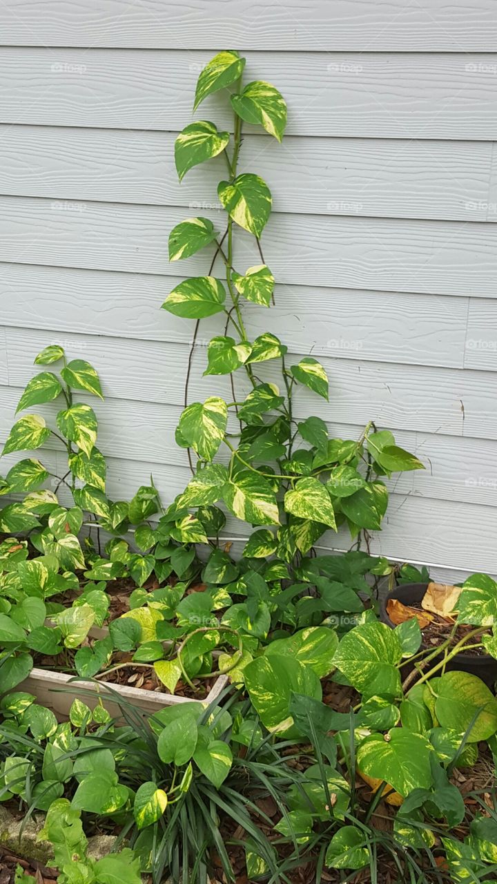 Leaf, Flora, Growth, No Person, Garden