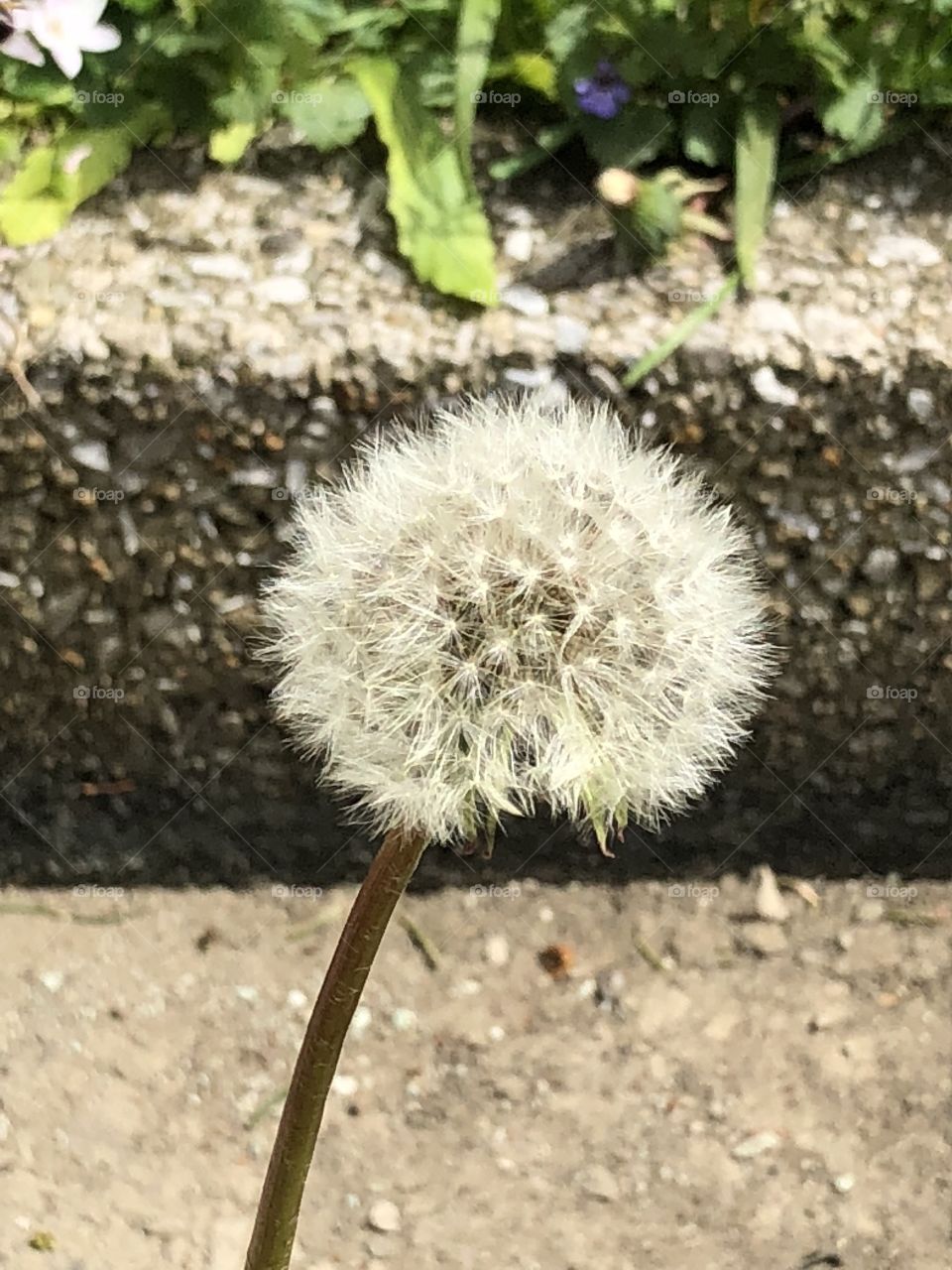 Dandelion 