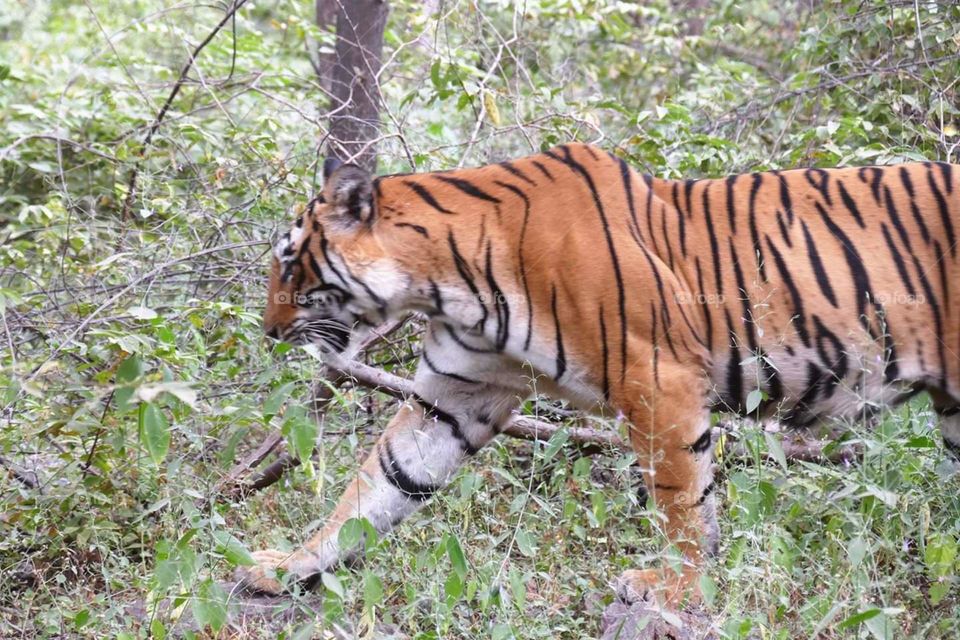 Beautiful tiger