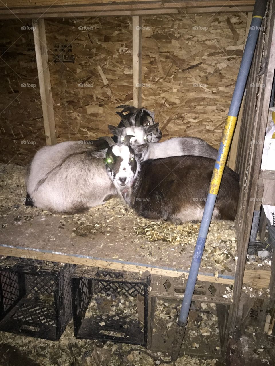 Snuggling goats 