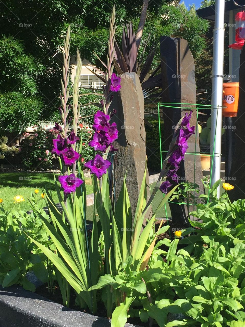 Even a long winter freeze didn’t hurt these beautiful gladiolus