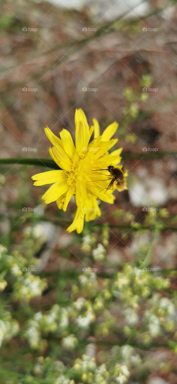 Unbekannte kleine Biene mit einem langen Rüssel die Nektar aus einer Blüte saugt