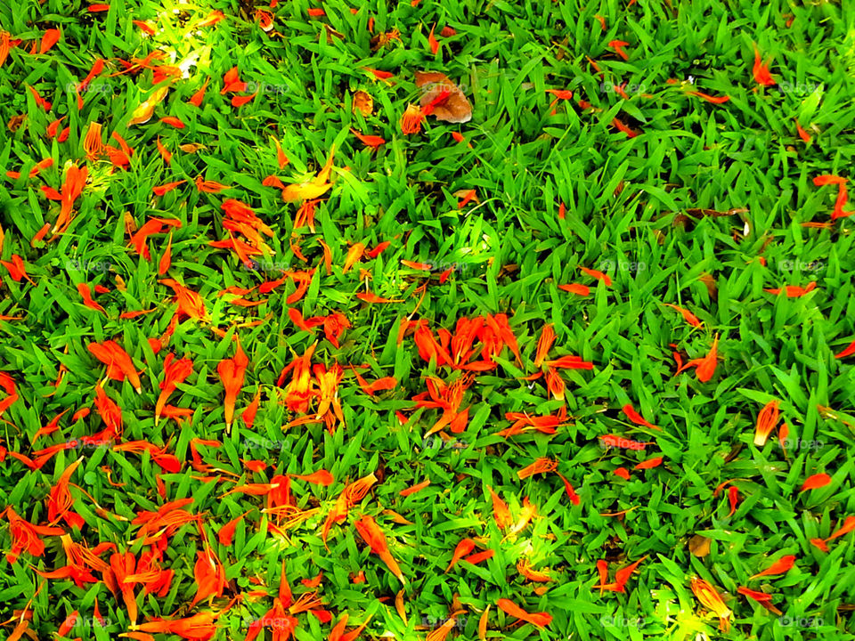 Grasses and flower petals