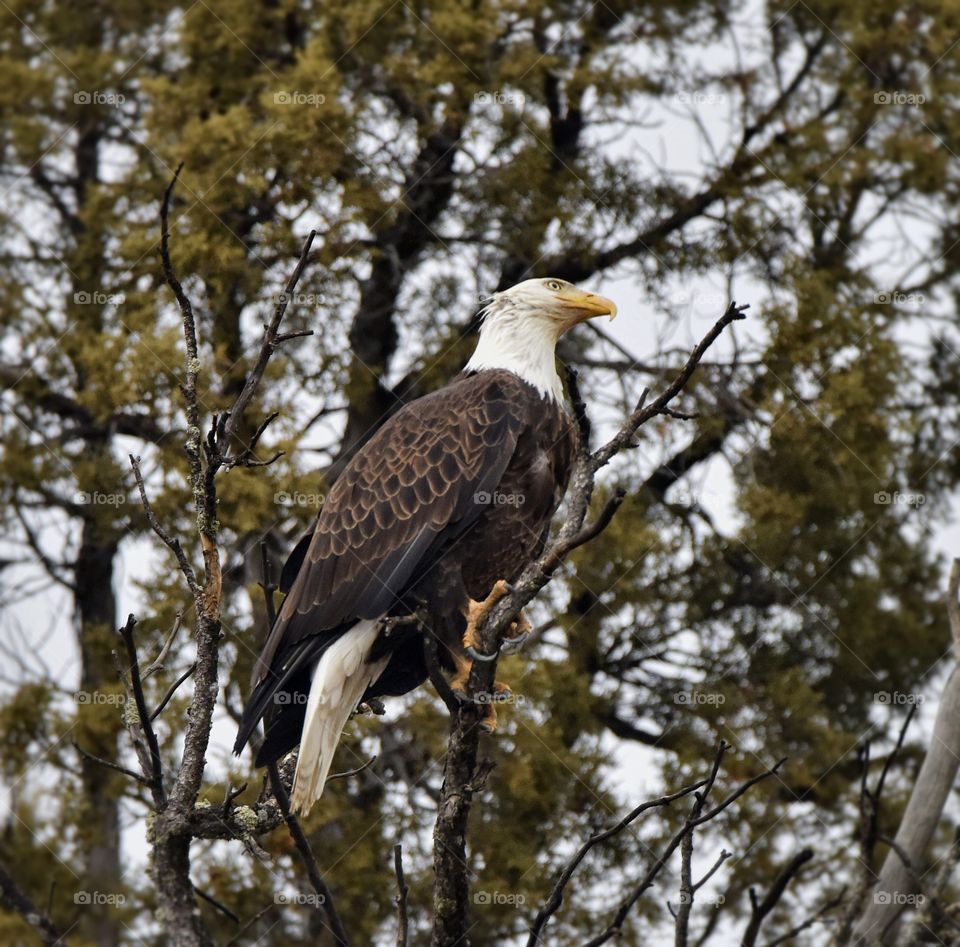 Bald eagle on a gloomy winter day. Perched on a tree with many stark contrasts. The yellow on this bird creates a striking mood. Gazing up.