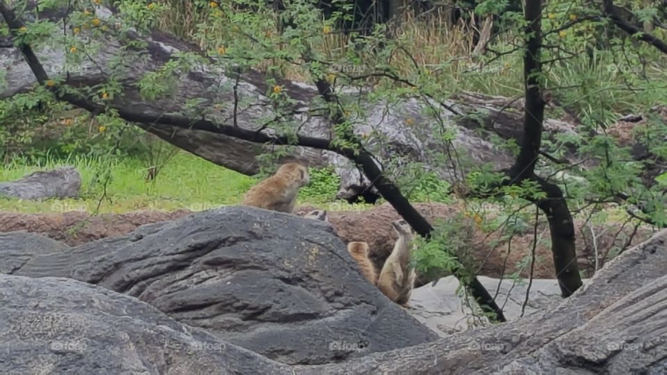 A family of meerkats gather behind their perch at Animal Kingdom at the Walt Disney World Resort in Orlando, Florida.