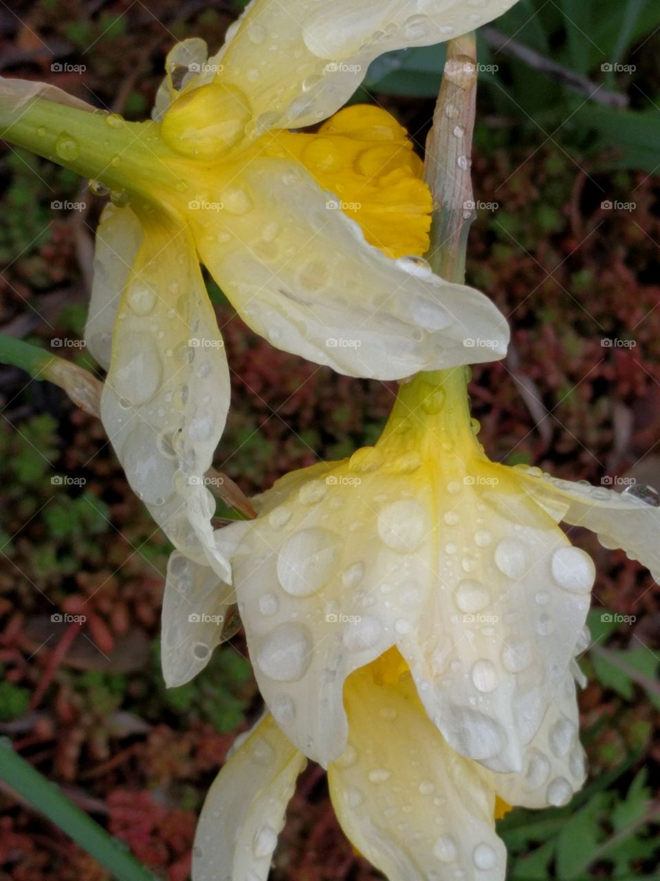 Daffodil Duo in Rain