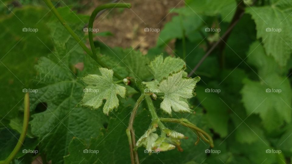 fresh vine little leaves