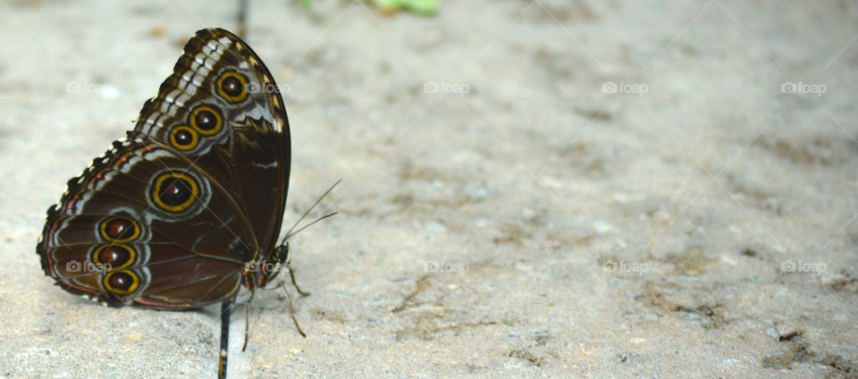 Butterfly in sanctuary