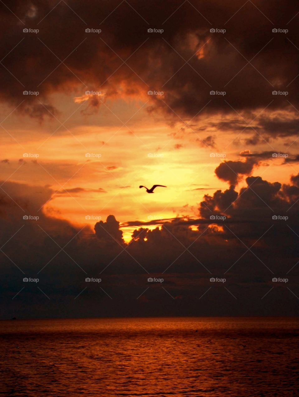 Seagull at sunset. Seagull at sunset while cruising the waterways of Russia