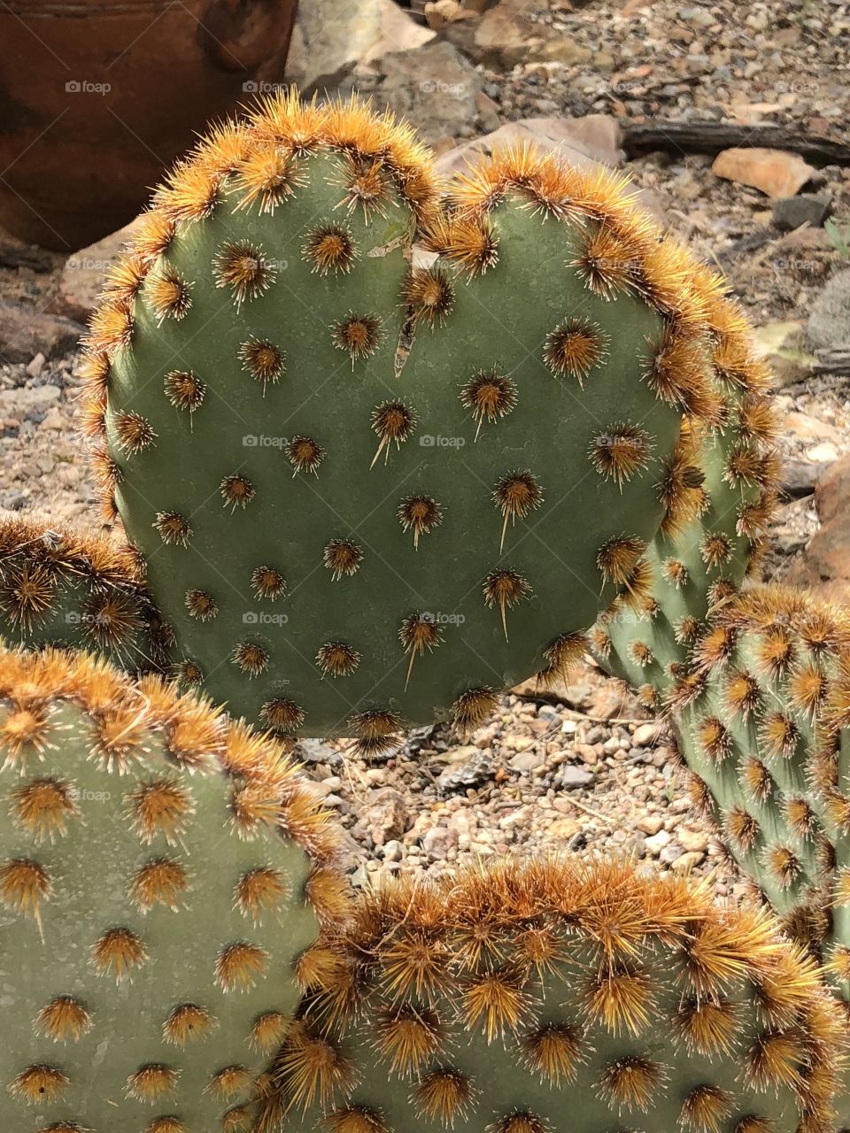 Sonoran Desert Cactus