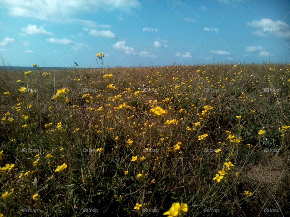 Landscape, Flower, Field, Nature, Hayfield