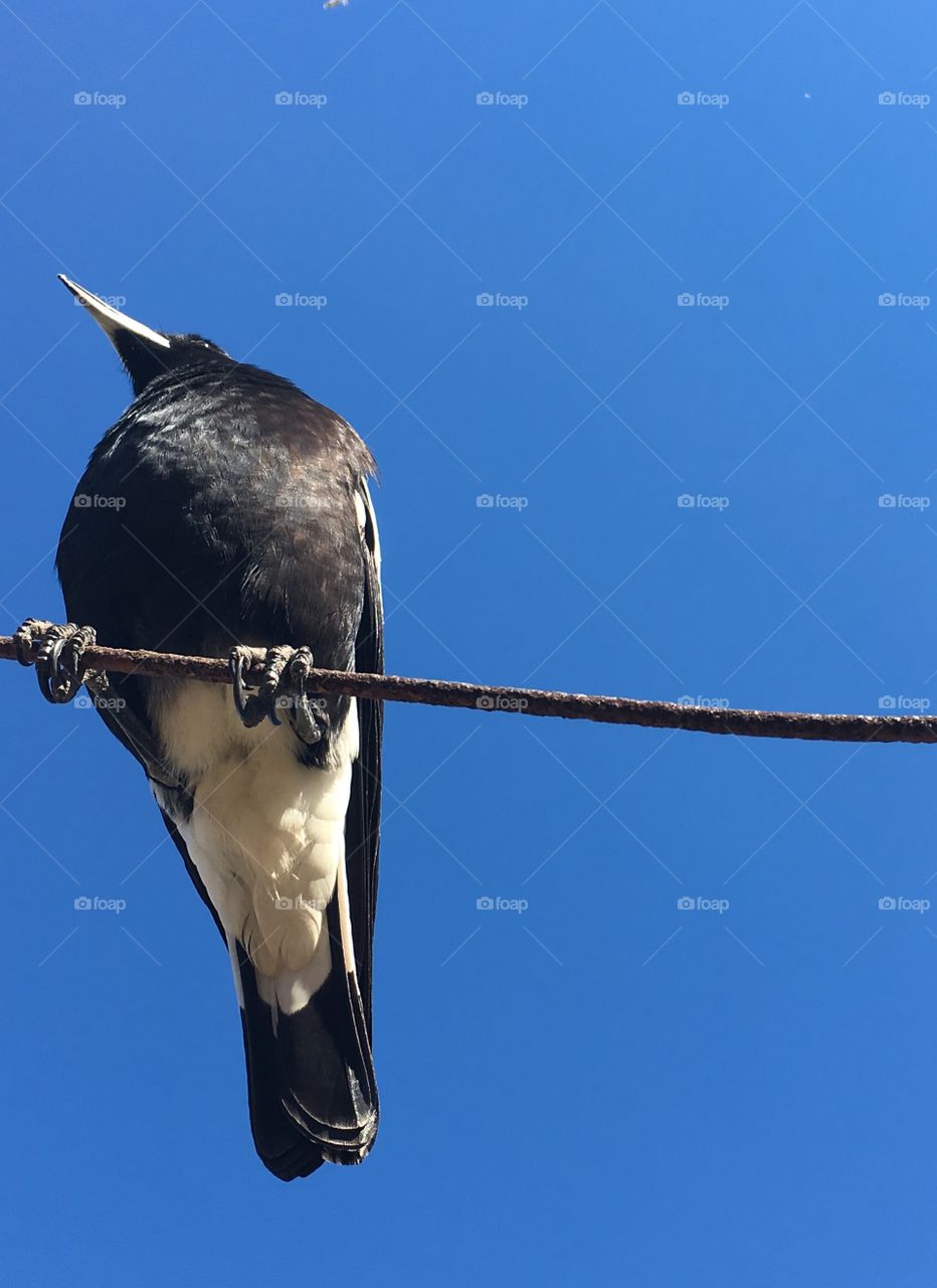 Australian Magpie bird perched sitting on a cable wire against vivid clear blue sky backdrop, copy space minimalism, concept wildlife, native, animals, intelligence, freedom and majesty 