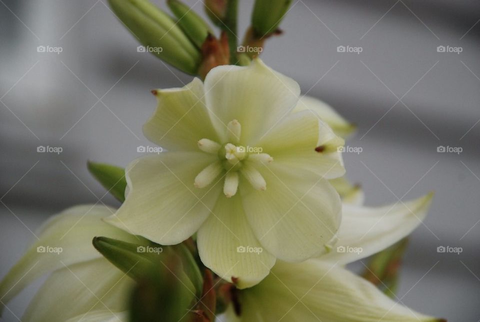 Yuca Flower