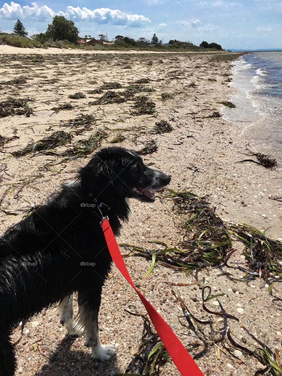 Border collie sheepdog taking a quick rest and pause on our walk to look out to sea 