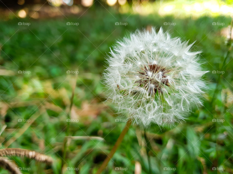 dandelion on the green lawn