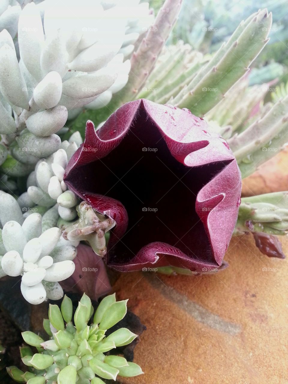 Blooming Stapelia