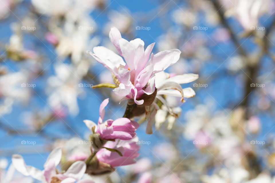 Closeup of beautiful white pink blooming magnolia flower in magnolia tree, blue sky in background