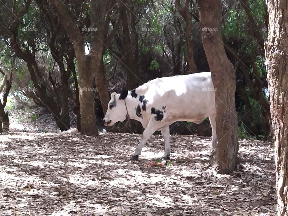 Cow and tree